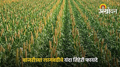 Best Pearl Millet Varieties For Low Rainfall Conditions