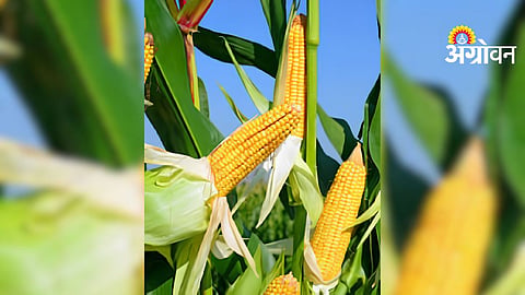 Maize Cultivation Beneficial