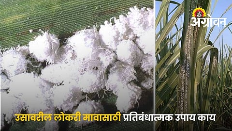 How To Control Woolly Aphid In Sugarcane