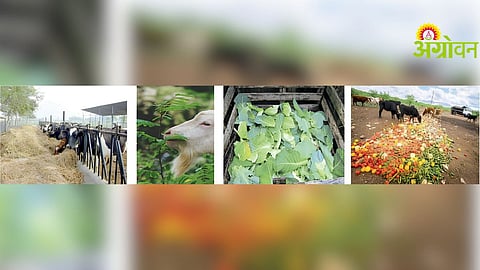 Livestock Fodder Management