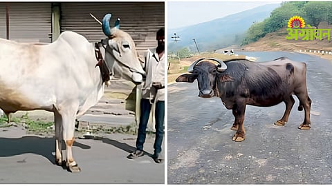 Livestock Biodiversity Conservation