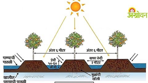 Phytophthora Diseas Management