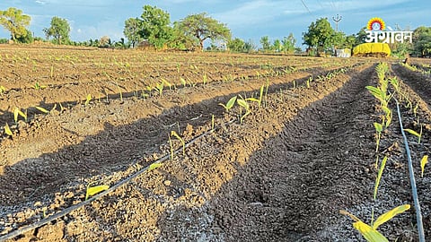 Late sowing effect on turmeric production