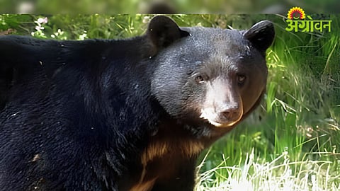 Bear Attack