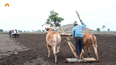 Kharif Sowing 