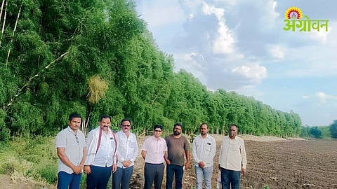 Bamboo Plantation