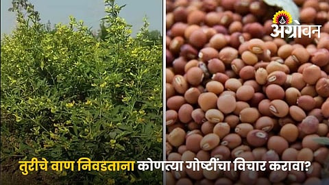 Choosing The Best Tur Variety Based On Soil And Rainfall