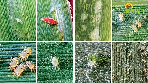 Sugarcane Crop Protection