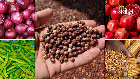 agriculture commodity market report Maharashtra