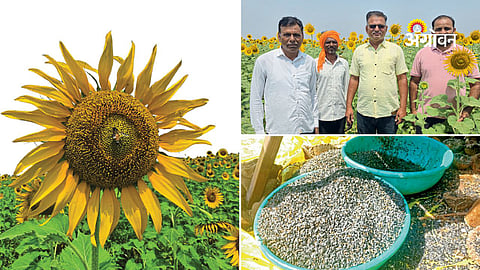 Farmer success through sunflower farming