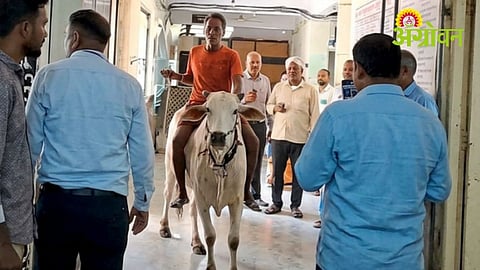 Bull-Ride Protest Draws Attention to Farmers’ Issues