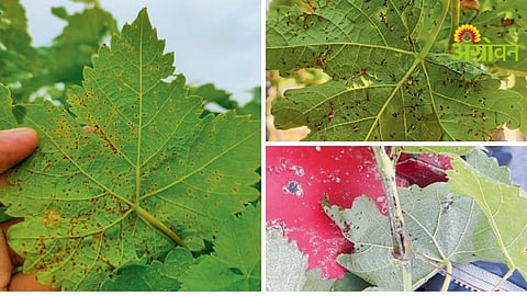 Blight Disease