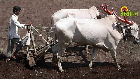 Maharashtra Sowing Update