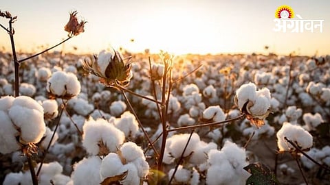 Cotton Seed Supply Yet to Reach Farmers