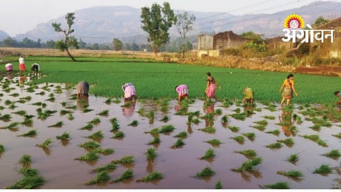 Farmers Advised Not to Rush Rice Sowing