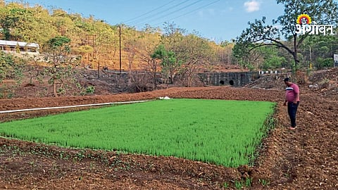 Paddy Nursery