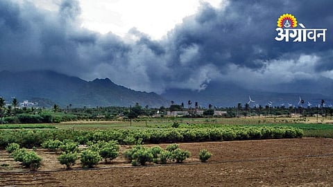 Rain Brings Relief to Farmers Across Satara