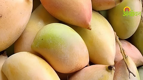Totapuri Mango