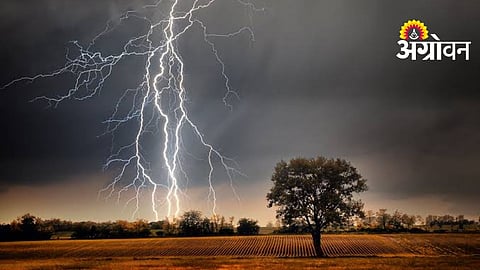 Farmer Suffers Heavy Loss After Electrocution of Cattle