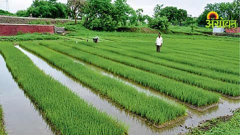 Crop Advisory