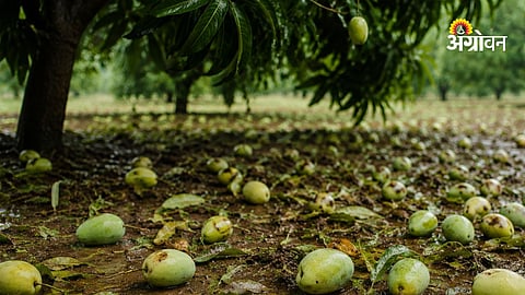 Crop Damage Compensation