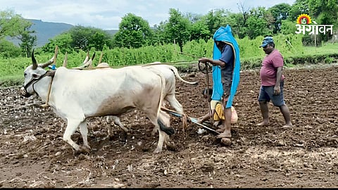 Paddy Sowing
