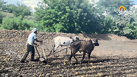 Kharif Sowing