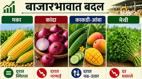 Maharashtra agricultural market update