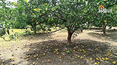 Maharashtra sweet lime farming guide