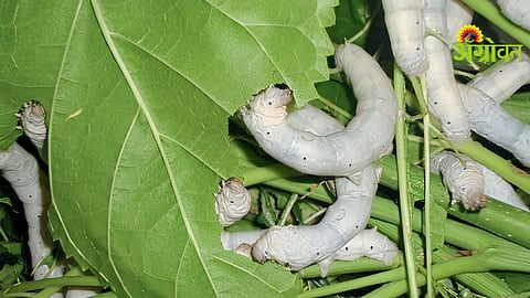 Silk Farming