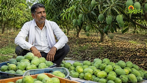 Mango Price Crash