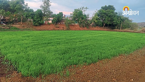 Weak monsoon impact on paddy crops