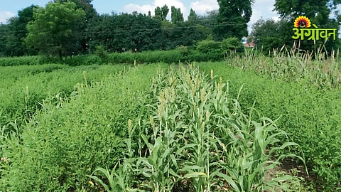 Intercropping Systems