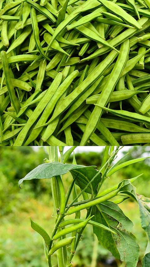 Cluster Beans Benefits