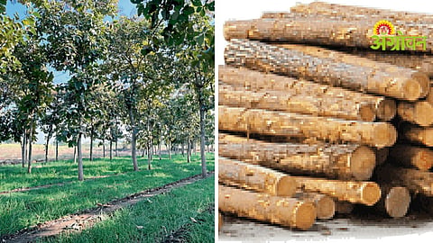 Teak Rising Demand