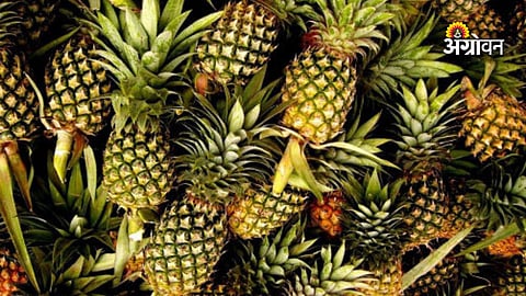 Tripura pineapple farmers success