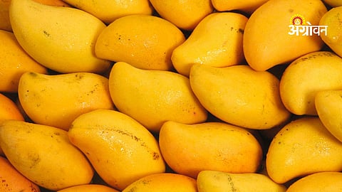 Mango farmers facing losses in Tamil Nadu
