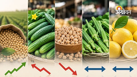 Agricultural commodity prices Maharashtra