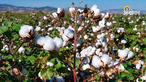 Weather impact on cotton production