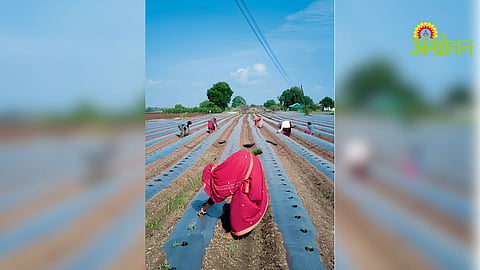 Tomato Cultivation