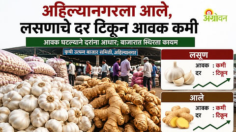 APMC Ahilyanagar market prices