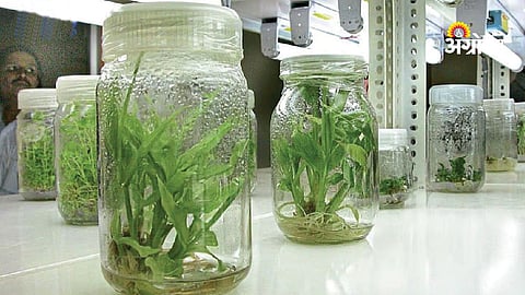 EU rules for gene edited crops