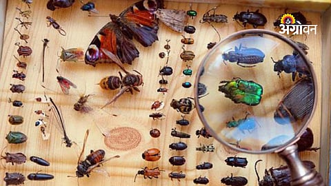 Digital insect museum for agriculture students