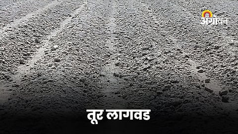 Kharif sowing progress in Jalgaon
