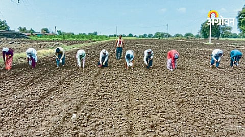 Cotton cultivation under low rainfall conditions