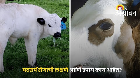 Prevent HS Disease In Livestock