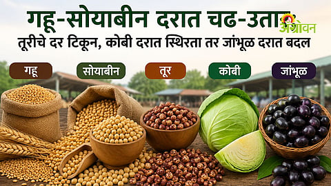 Maharashtra crop price update