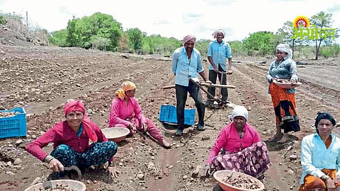 Turmeric Cultivation