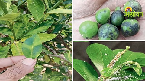 Orange Orchard Management