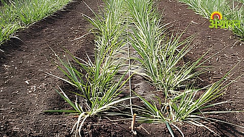 Soil Fertility Management